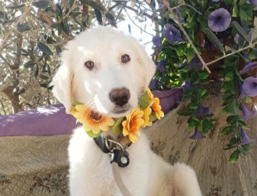 Alba, splendida cucciola incrocio Labrador – Maremmano di 3 mesi futura taglia media