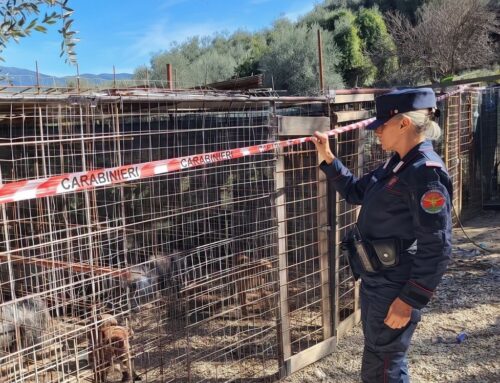 PitBull dopati per farli combattere, coinvolte 12 persone tra Parma, Rieti, Bergamo, Venezia e Pisa