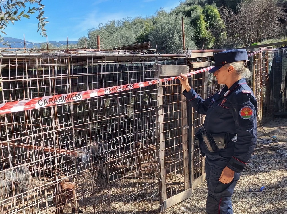 arma_carabinieri_blitz_pitbull_combattimenti