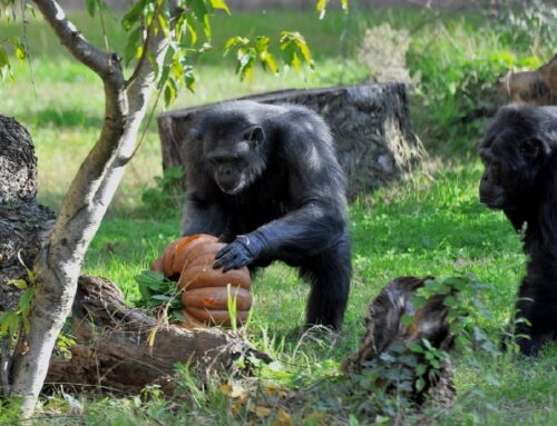Zucche agli animali ospiti del BioParco di Roma per il 31 ottobre