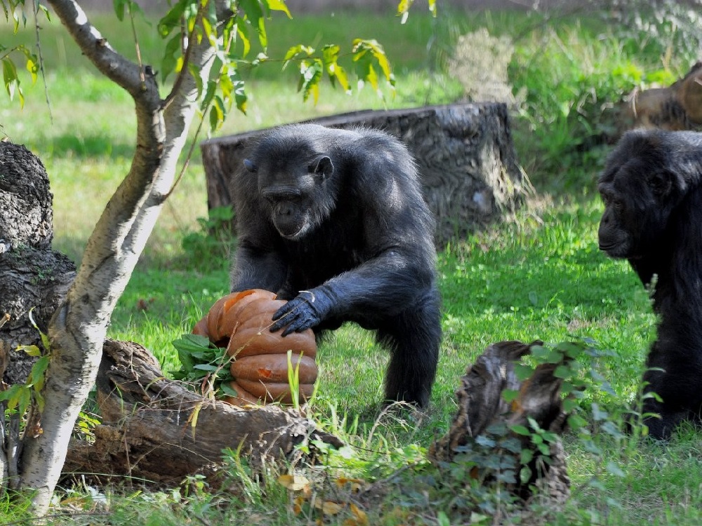 bioparco_romazucche_2026_animali_halloween