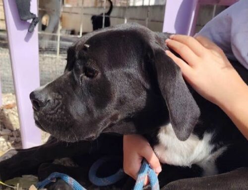 Che tenera Anastasia! Si trova in Sabina e cerca adozione