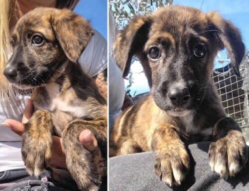 Zoe è la seconda cucciola di mamma Sasha, splendida. Cerca adozione