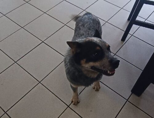 Cagnolino trovato a Contigliano, in stallo al Bistrot