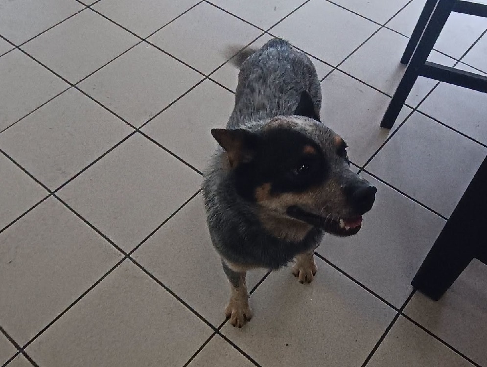 cane_cagnolino_bistrot_contigliano