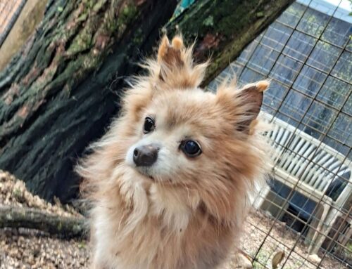 Un piccolo Volpino di Pomerania di soli tre chili cerca adozione e soprattutto tanto amore