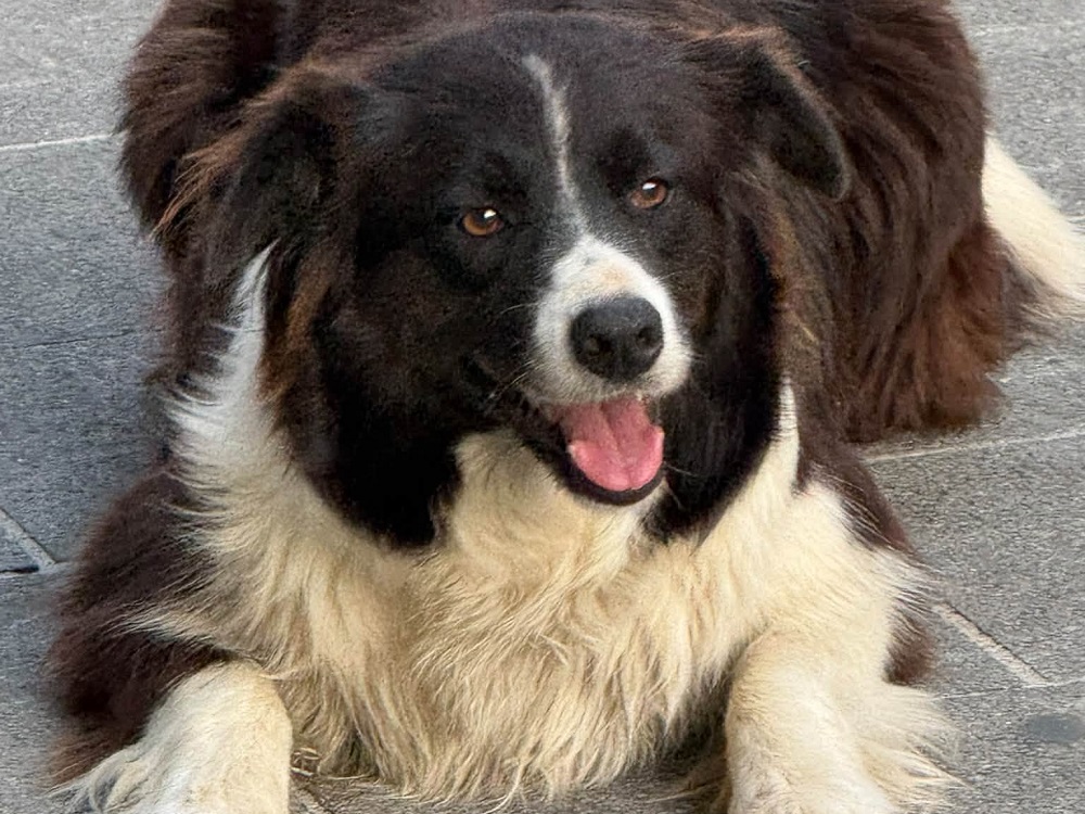 cane_cagnolone_p&F_poggio_mirteto