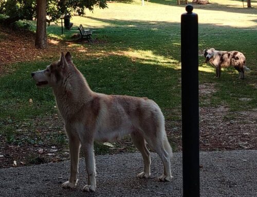 Due cani segnalati vaganti zona Abbazia di Farfa