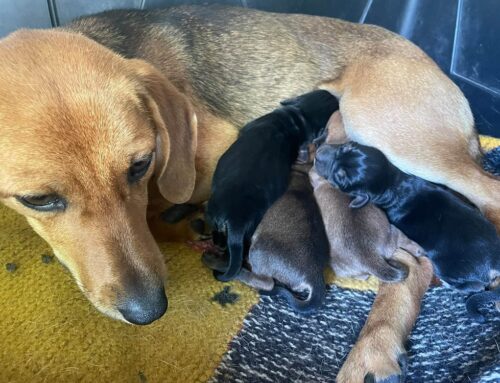 Mamma segugia e due suoi cuccioli cercano adozione