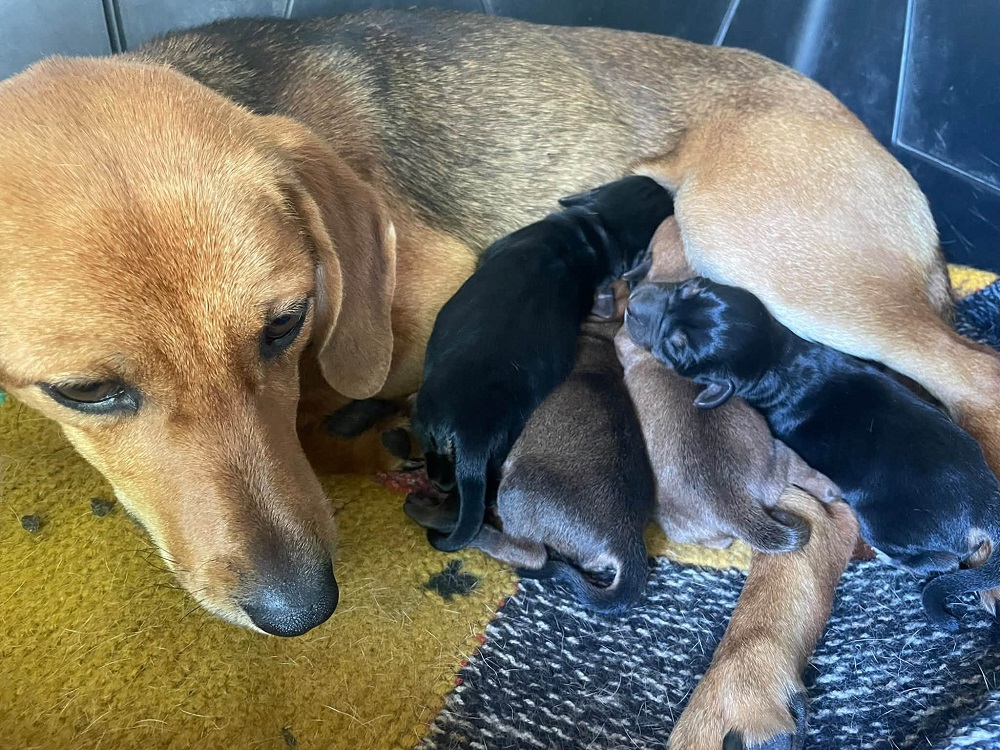 cane_cani_seguigi_karolina