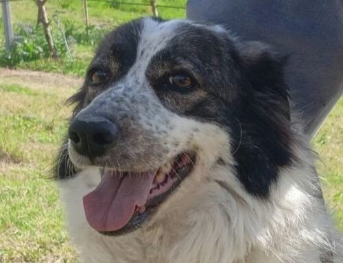 Layla, la cagnollina che ama la natura e la quiete. Dalla Sabina cerca adozione