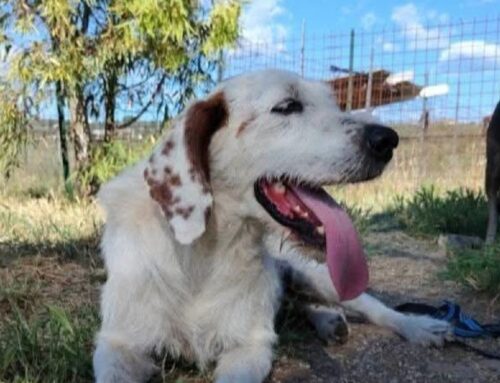 Adozione cercasi per Libero, incrocio Setter/Spinone taglia media contenuta