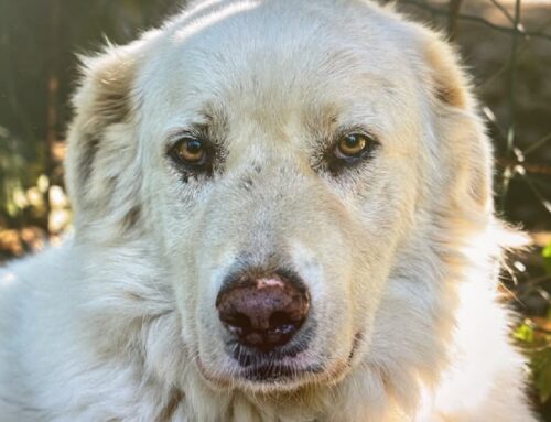Max è un cane come pochi: riflessivo, intelligente, protettivo. Trovato nella zona industriale di Passo Corese