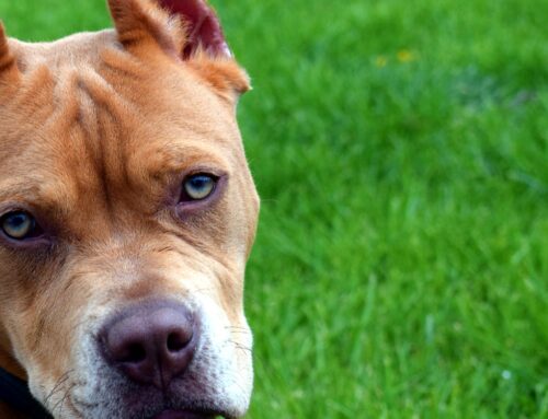 Parma, combattimenti clandestini tra PitBull: maxi blitz dei Carabinieri