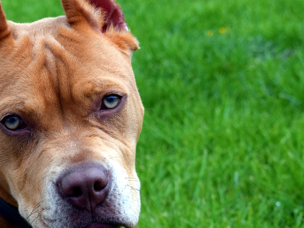cane_pitbull