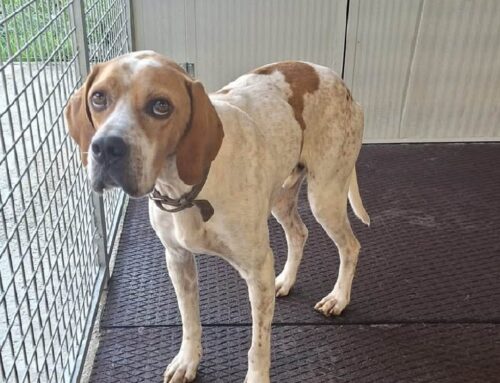 Sono triste perché mi trovo in canile e nessuno mi vuole. Pointer da Rieti desidera una adozione