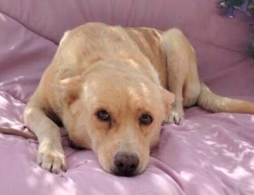 Sara attende adozione: è una simil Labrador