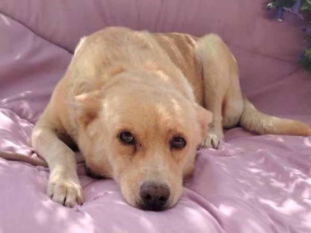 cane_sara_odb