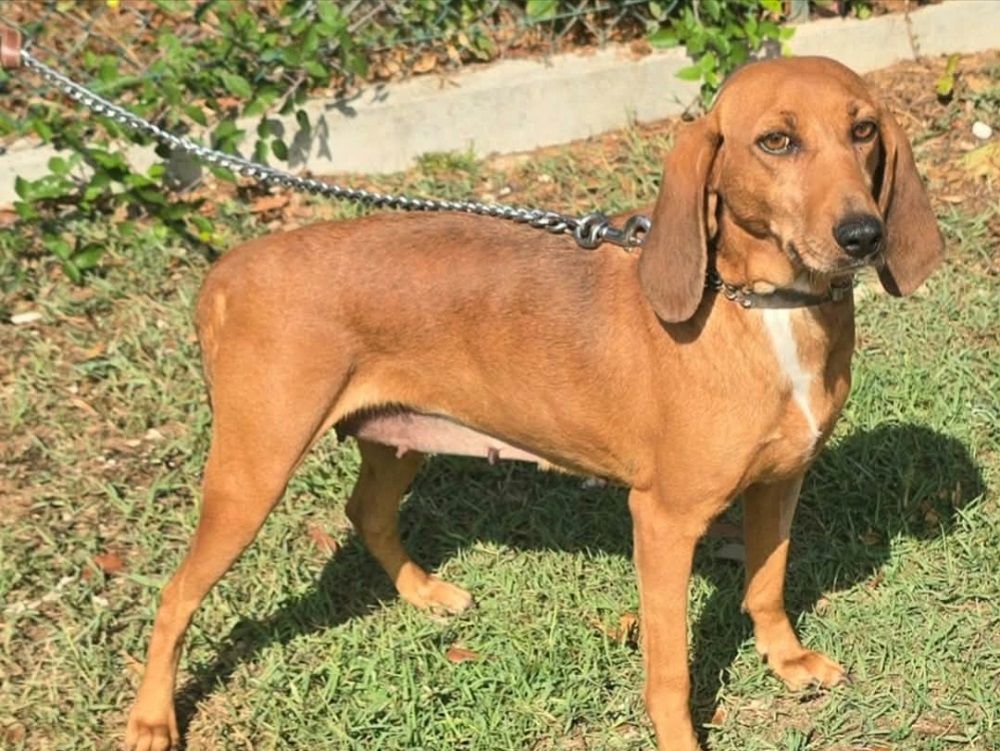 cane_segugia_eugenia_teramo
