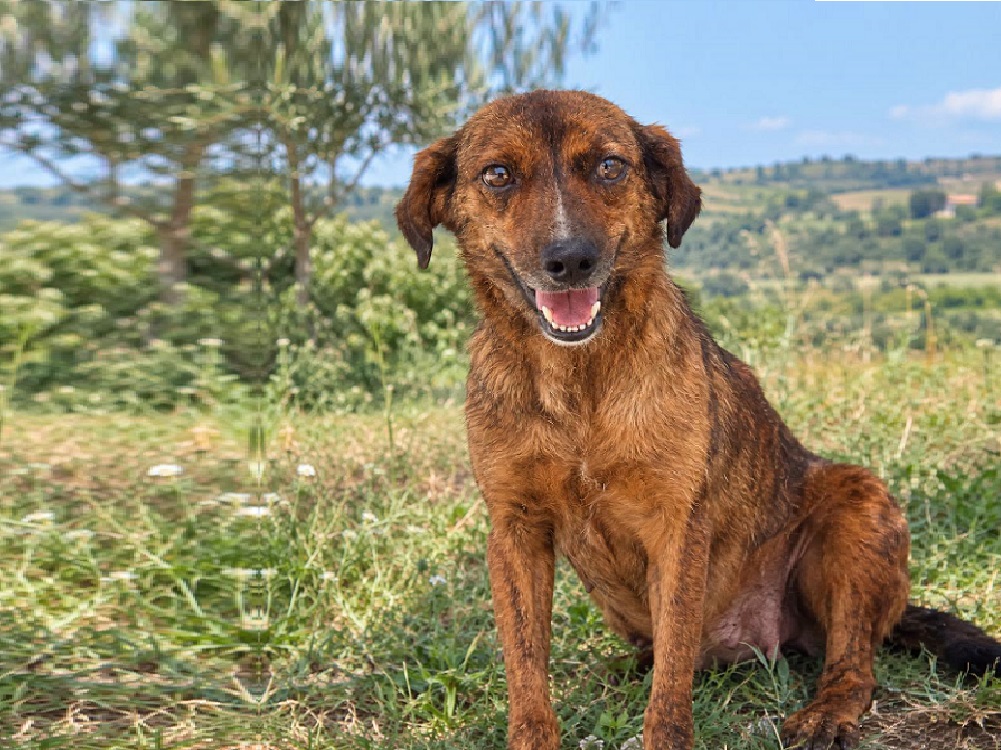 cane_vasto_mamma_mia
