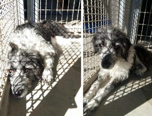 Mamma Zoe dal Canile di Rieti cerca adozione per uscire dal box
