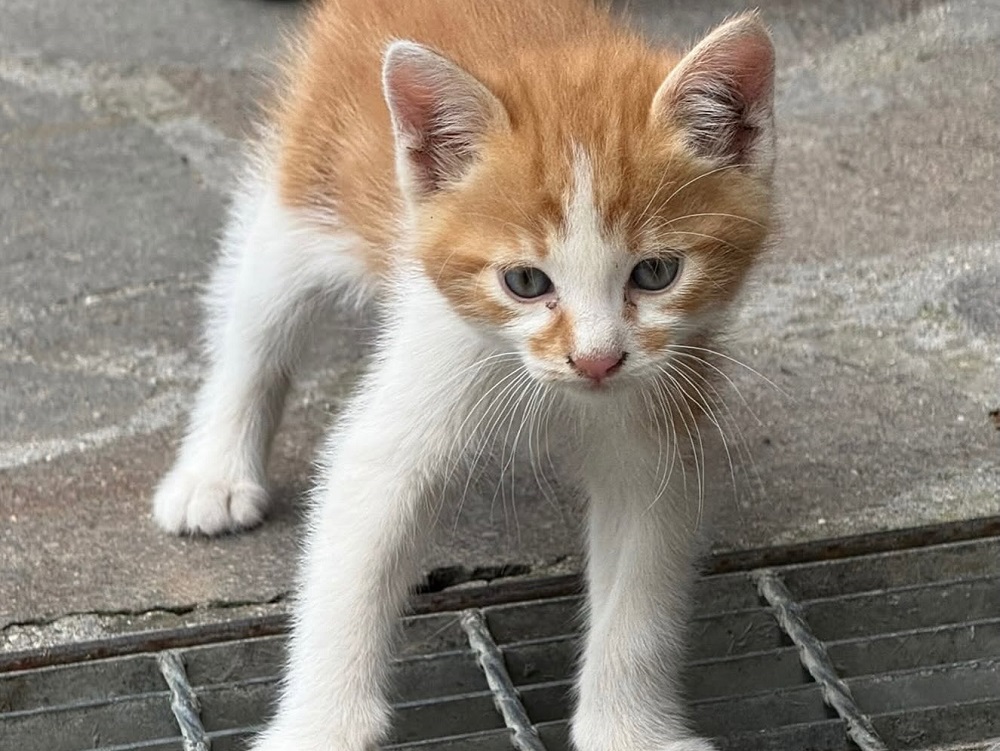 gatto_mandarino_mdr
